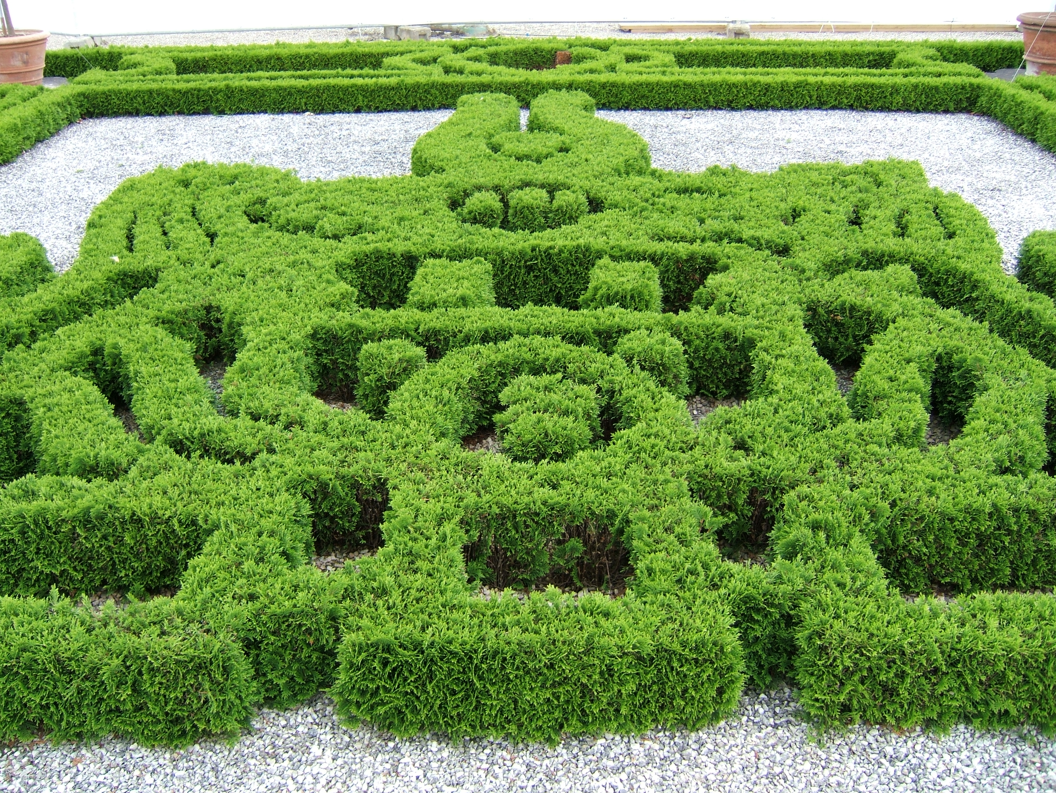 THUJA occidentalis ´Mecki´® (´KOJUTOM´)