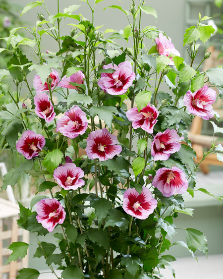 Hibiscus-Flower-Tower-Purple2