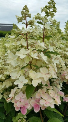 Hydrangea-paniculata-Confetti-65beea0847e5f5