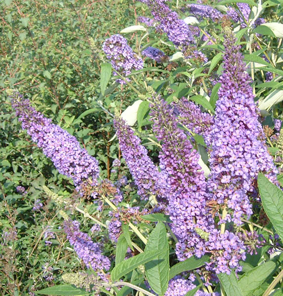 buddleja-davidii-empire-blue