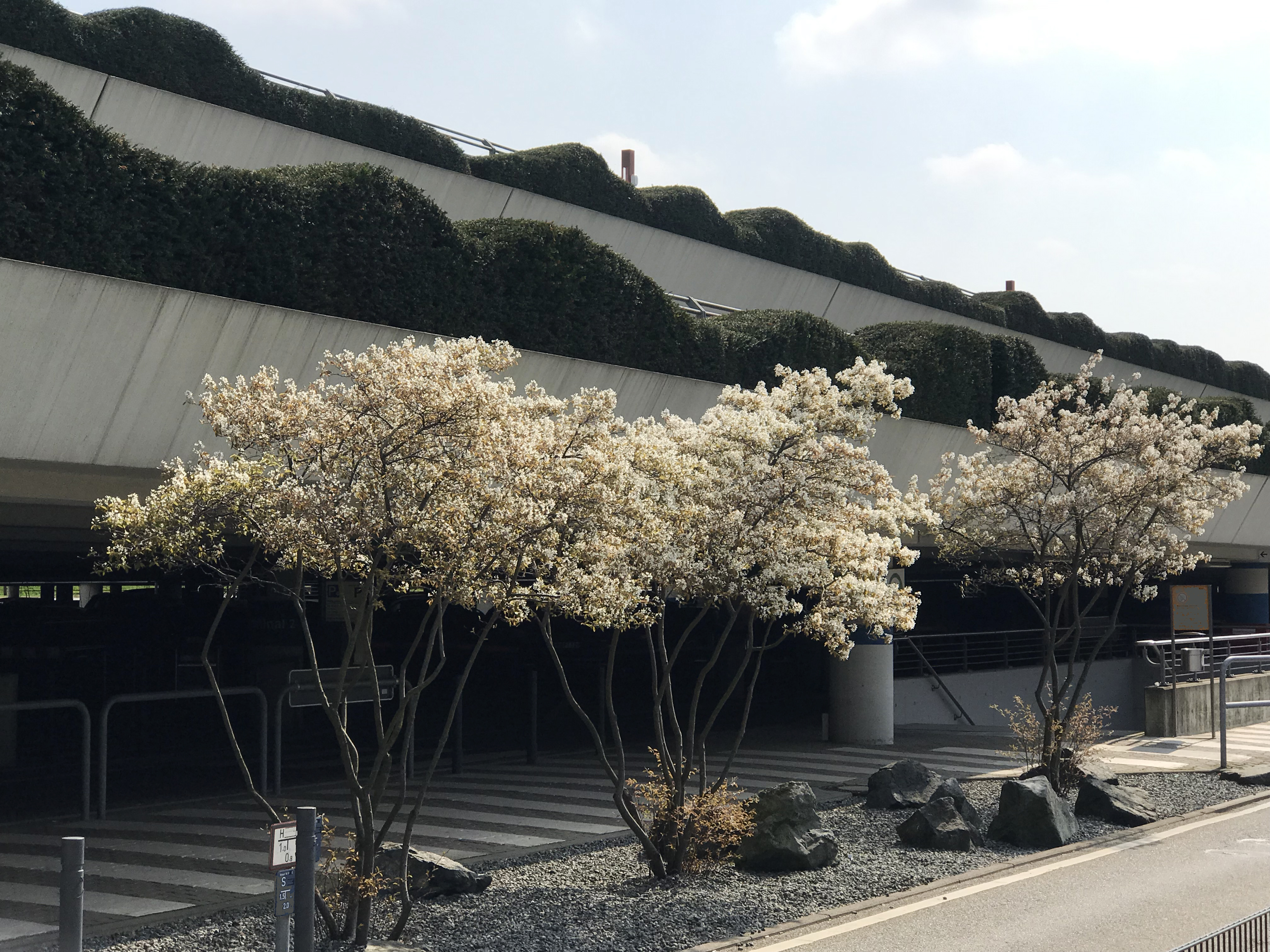 AMELANCHIER lamarckii