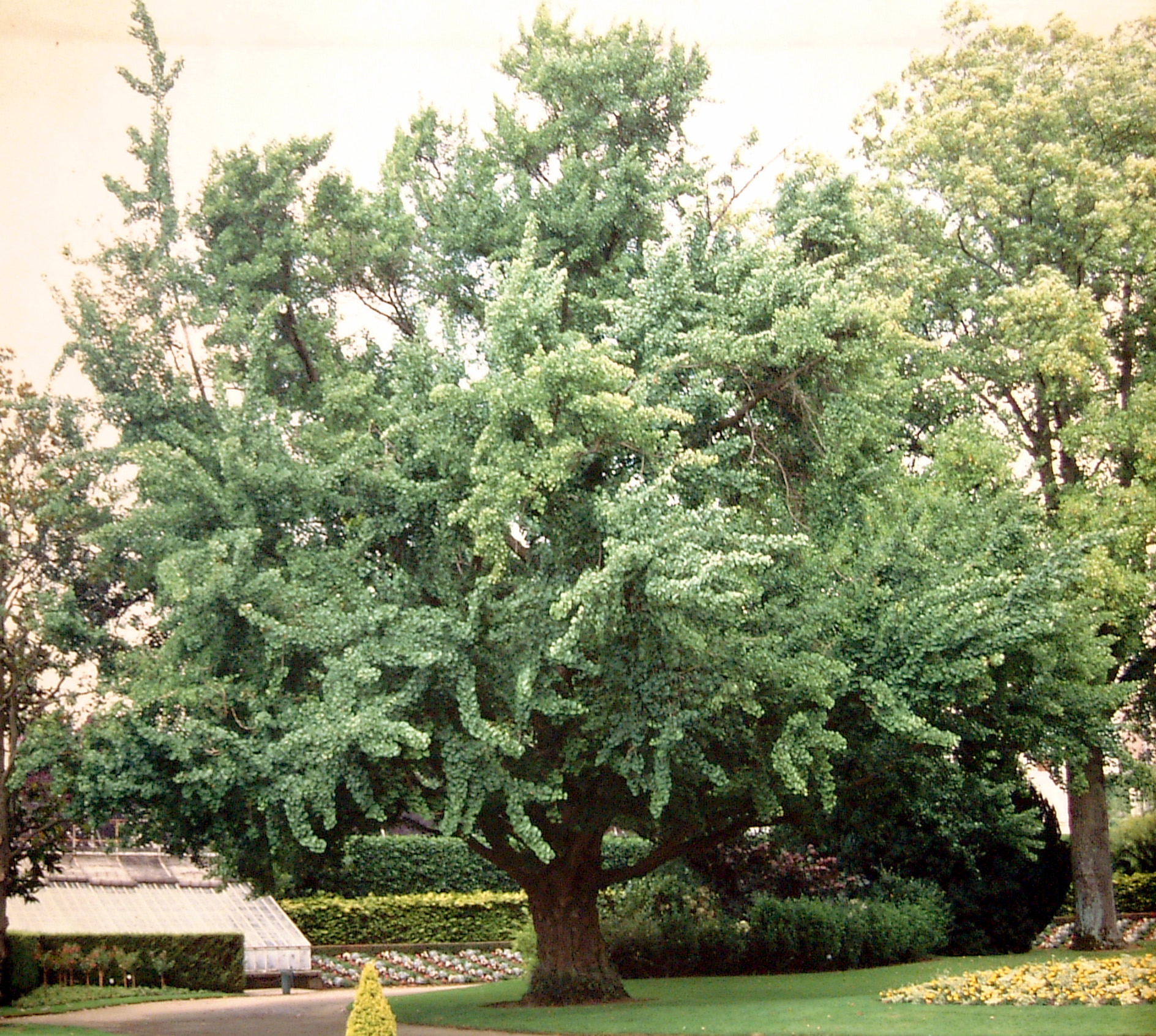 GINKGO-biloba-11