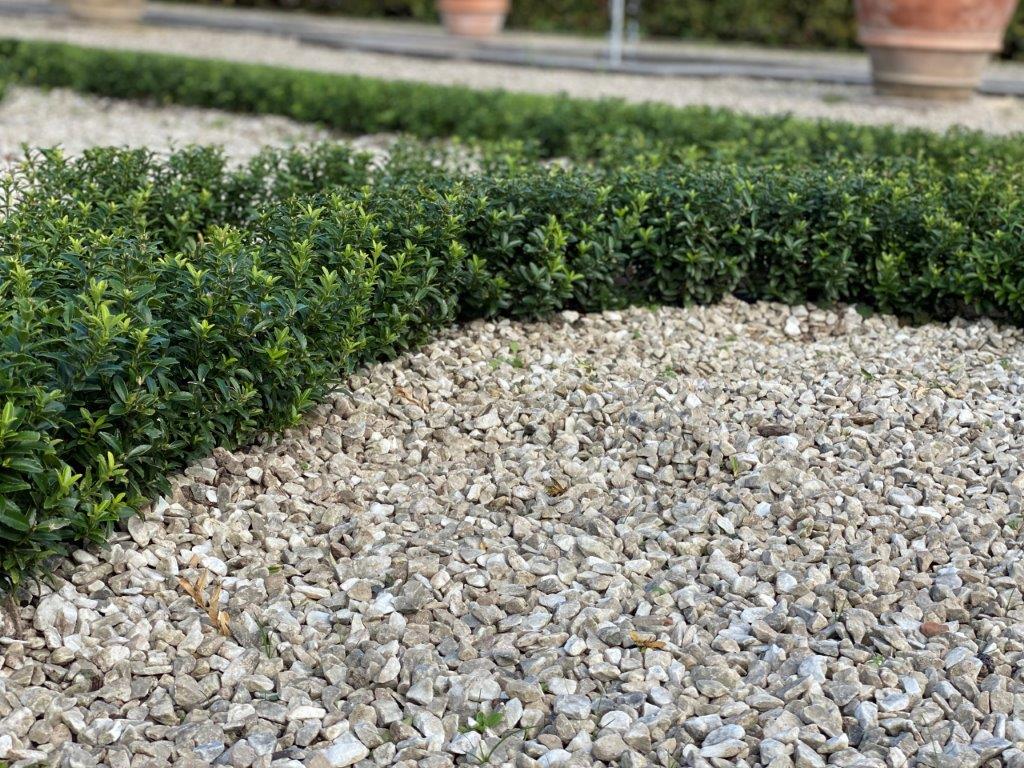 Euonymus-jap-Green-Empire-1