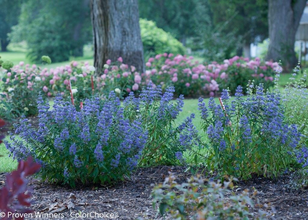 beyond_midnight_caryopteris-8