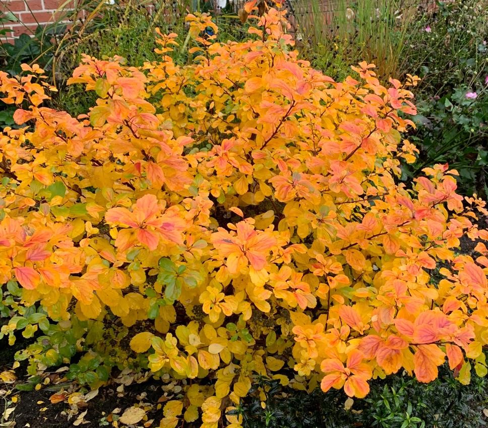 SPIRAEA-betulifolia-Tor-Gold-5