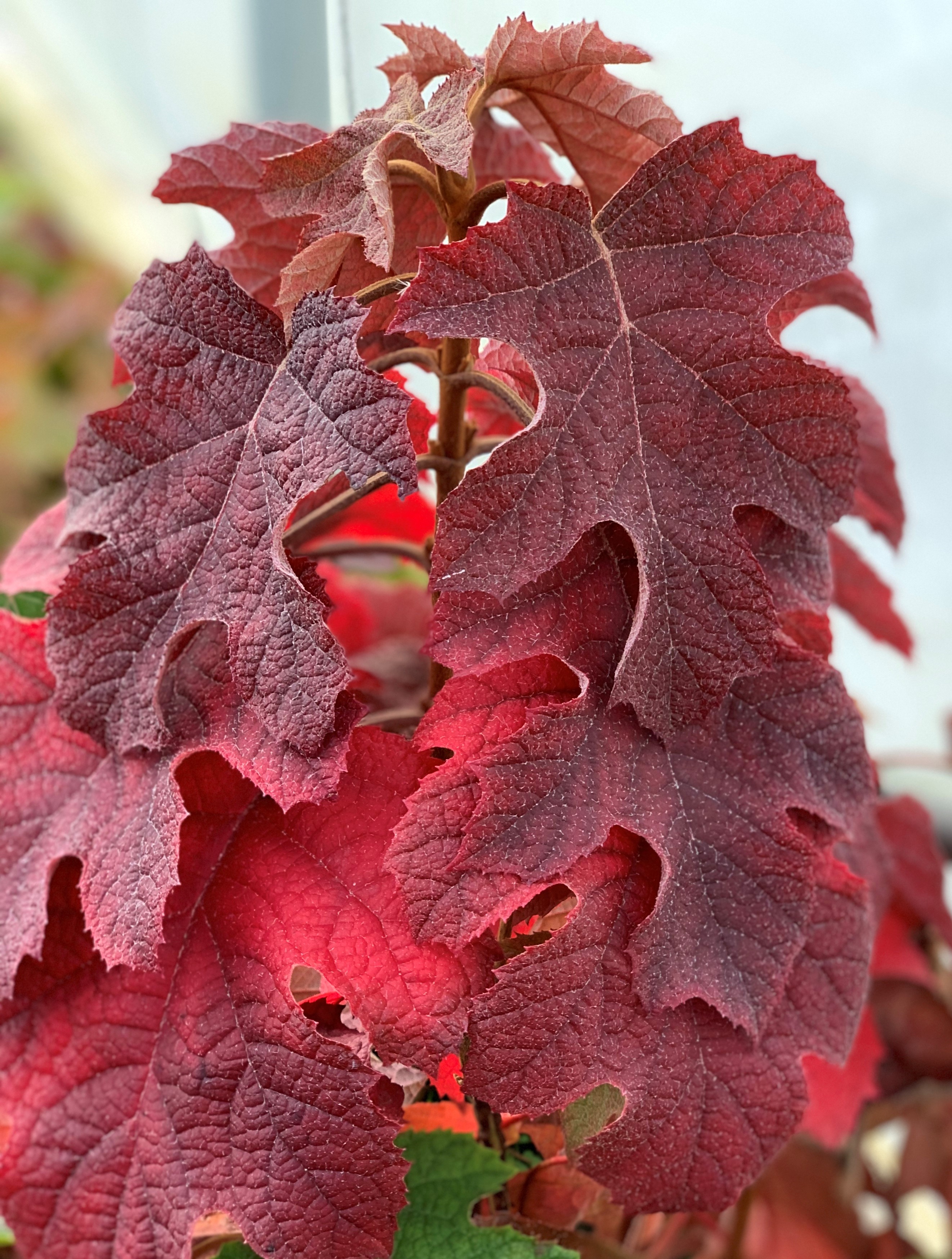 HYDRANGEA-quercifolia-Ruby-slippers