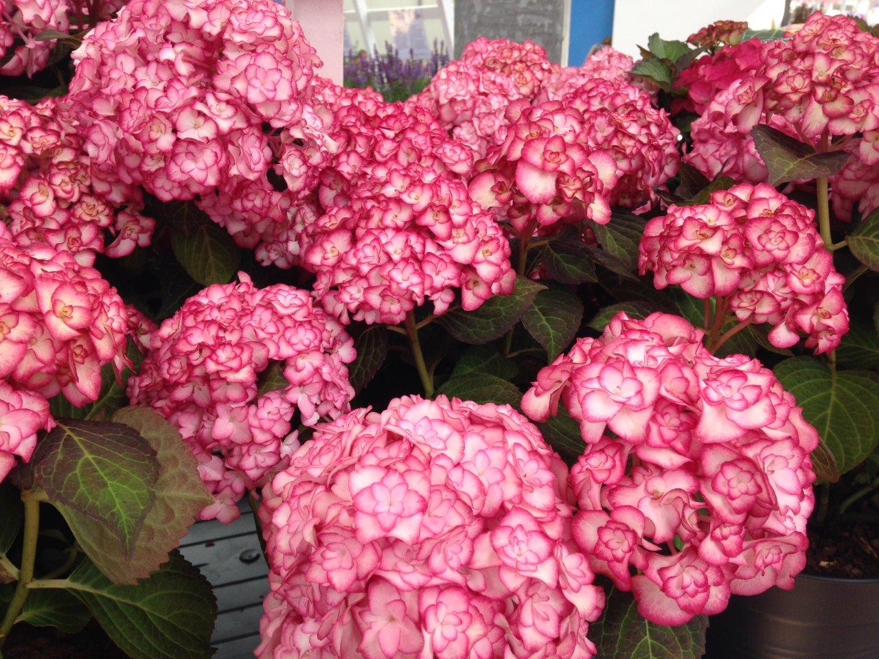 Hydrangea-macrophylla-Miss-Saori-25bd2dfd786dab