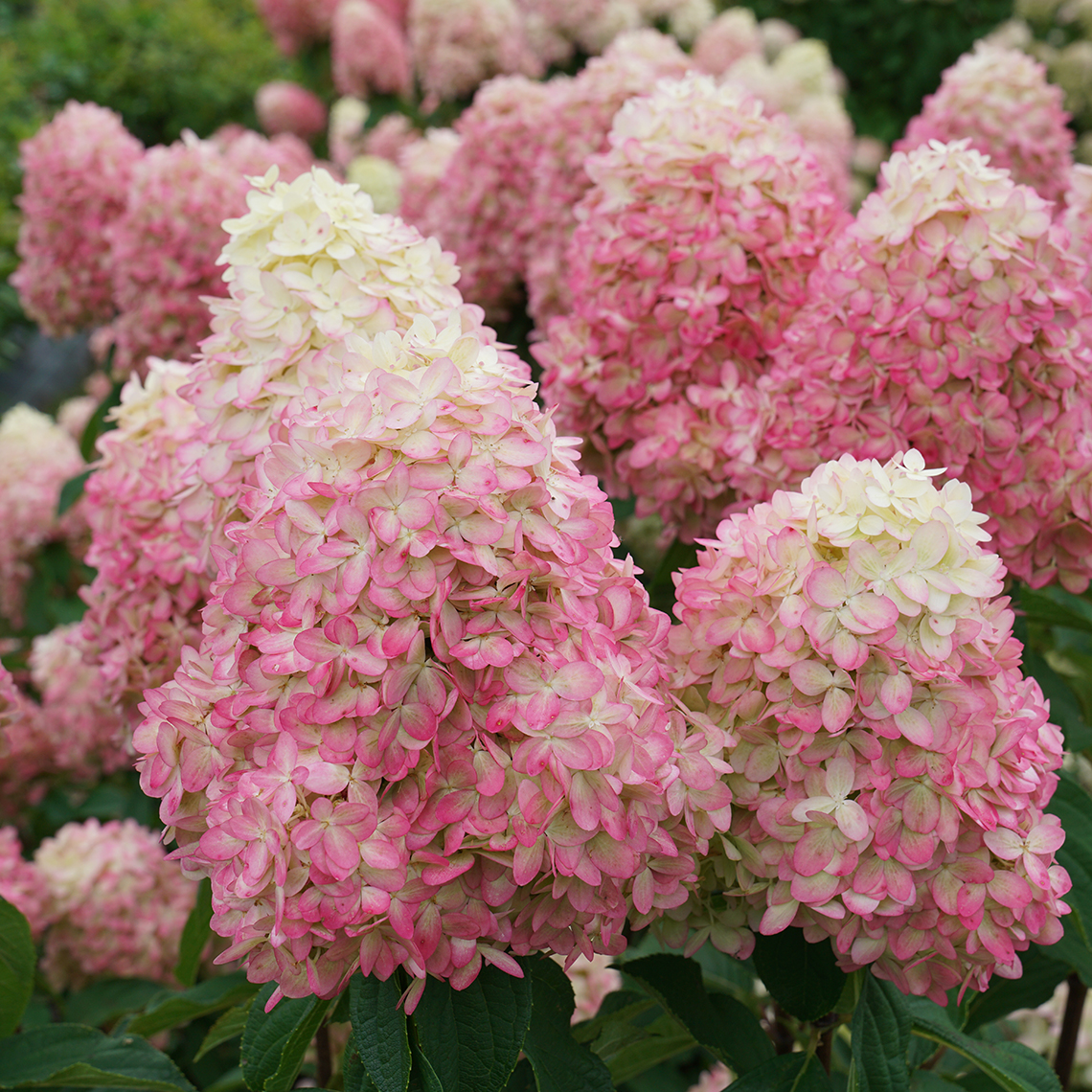 HYDRANGEA paniculata ´Limelight Prime´® (´SMNHPPH´)Ⓢ PW®