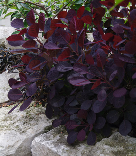 cotinus-coggygria-lilla-5