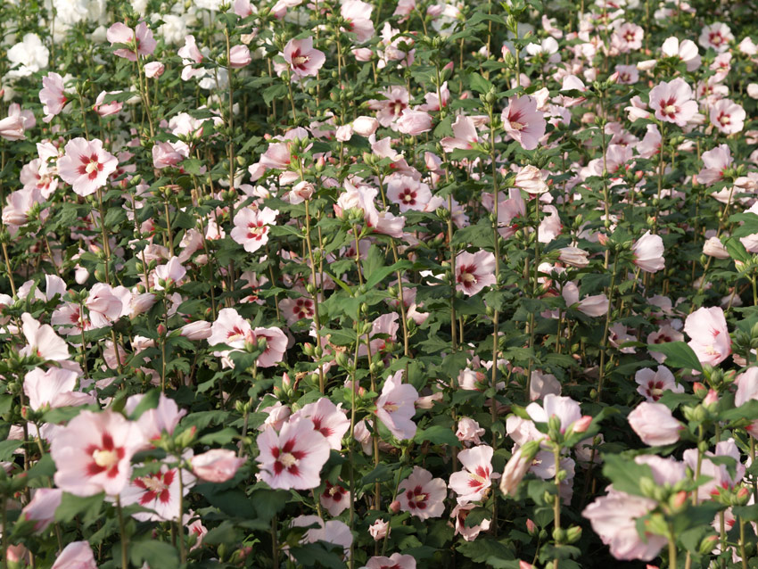 hibiscus-syriacus-hamabo-11