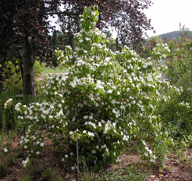 philadelphus-natchez53b130156509f