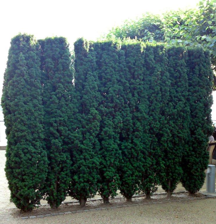TAXUS-baccata-Fastigiata-Robusta-5