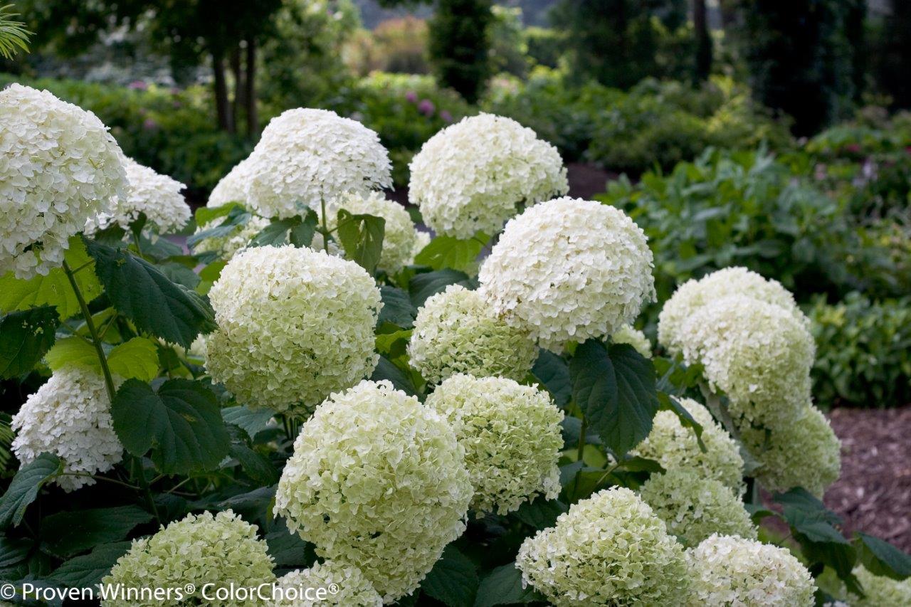 incrediball_hydrangea-8573