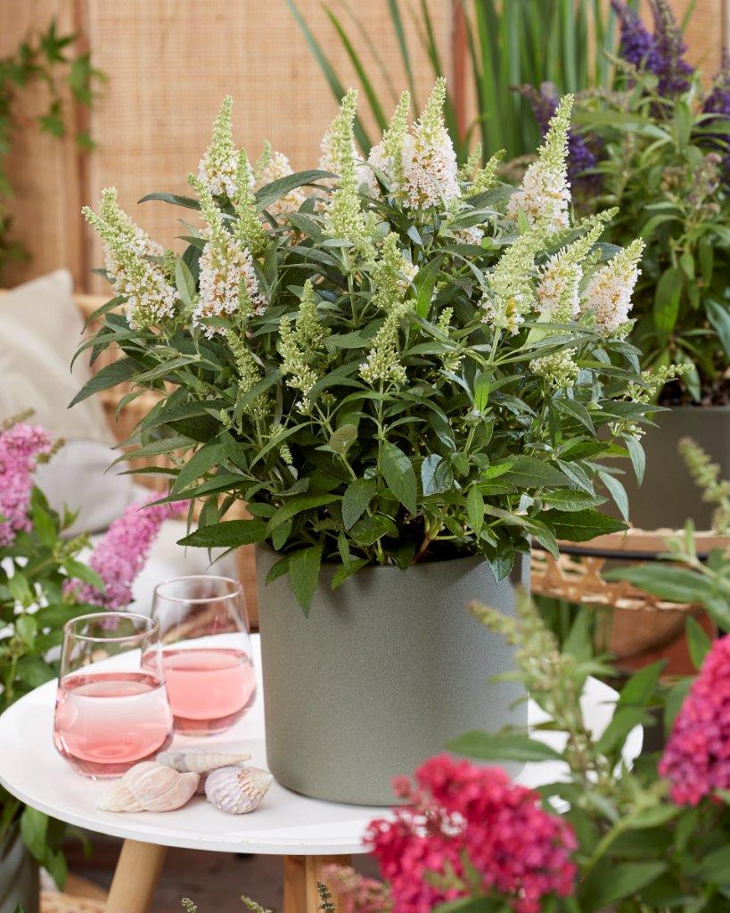 Buddleja-Butterfly-Candy-Little-White_visi198544
