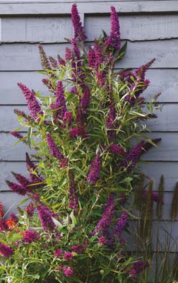 Buddleja-Butterfly-Tower5d765f5b71b51