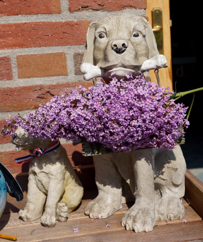 Buddleja-davidii-Gulliver-11