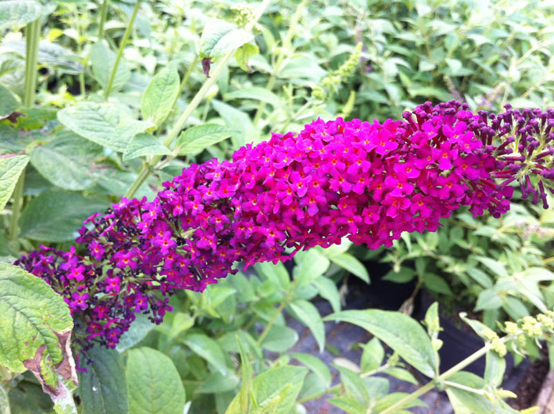 buddleja-red-chip-2