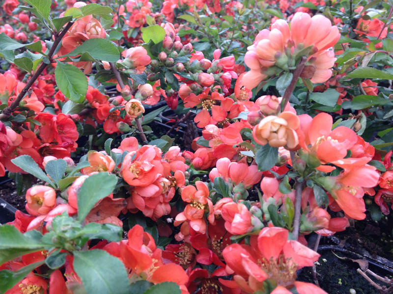 chaenomelis-japonica-cido-5