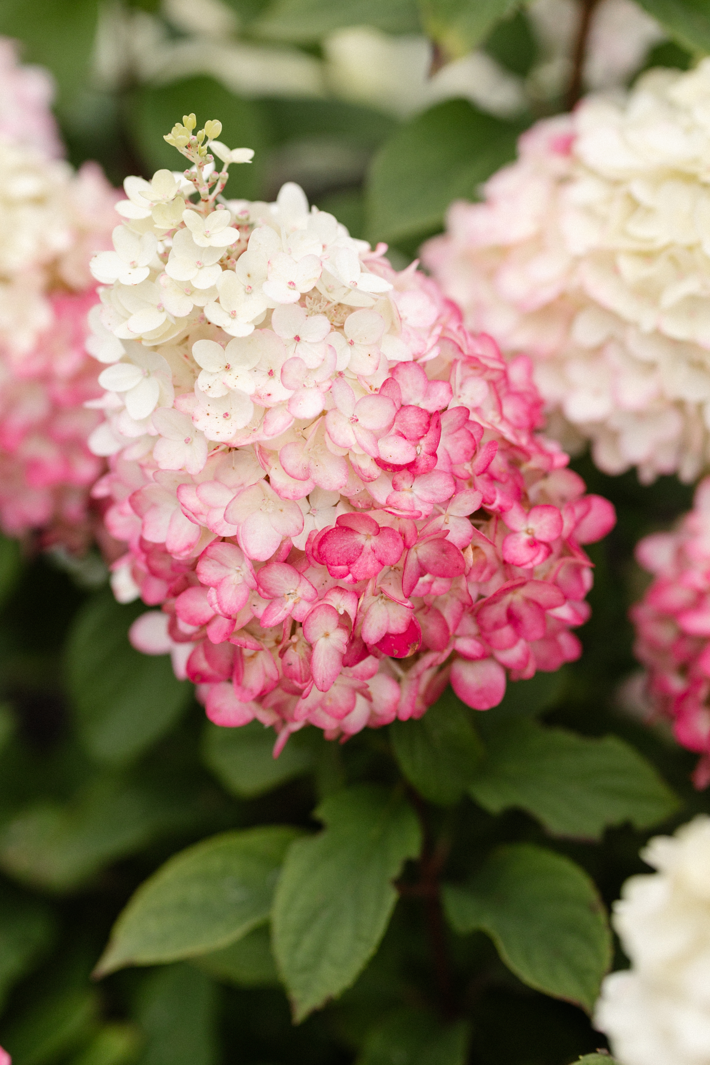 Hydrangea paniculata Living Colourful Cocktail®Ⓢ