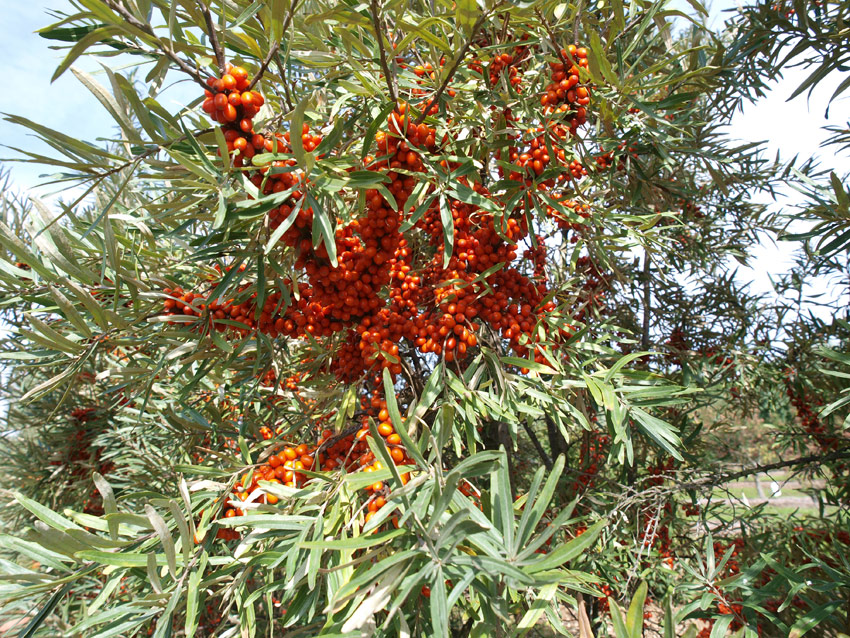 hippophae-rhamnoides-sirola