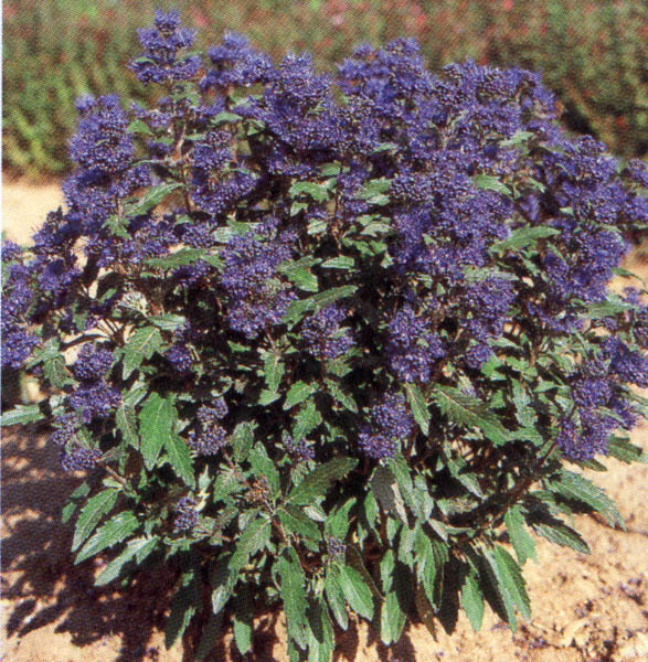 caryopteris-clandonensis-grand-bleu-2