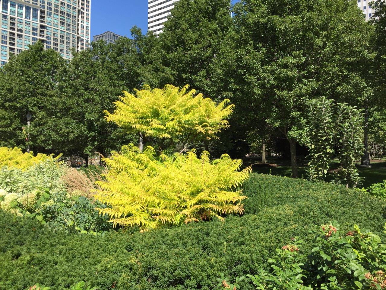 RHUS-typhina-Tiger-Eyes-18