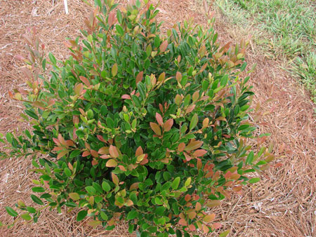 Distylium-First-Editions-Coppertone-7