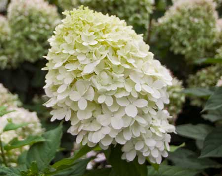hydrangea-paniculata-little-lime