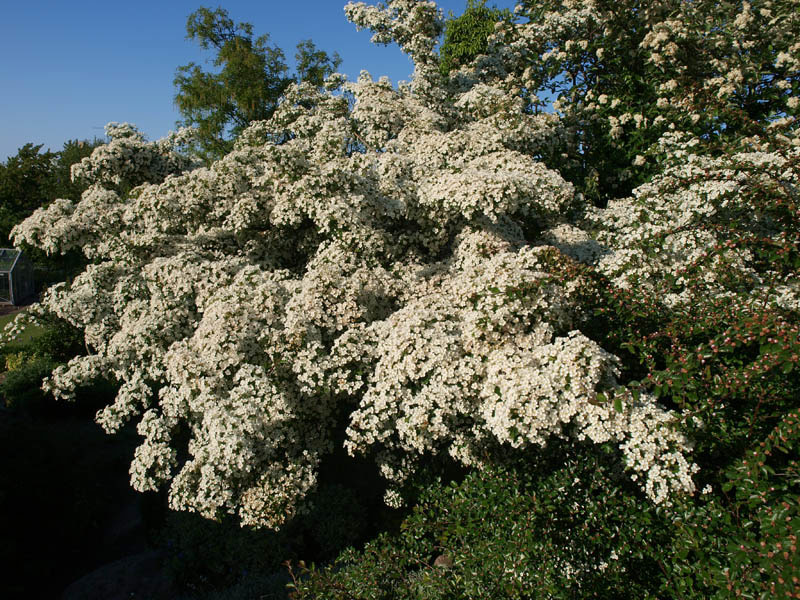 crataegus-monogyna-6
