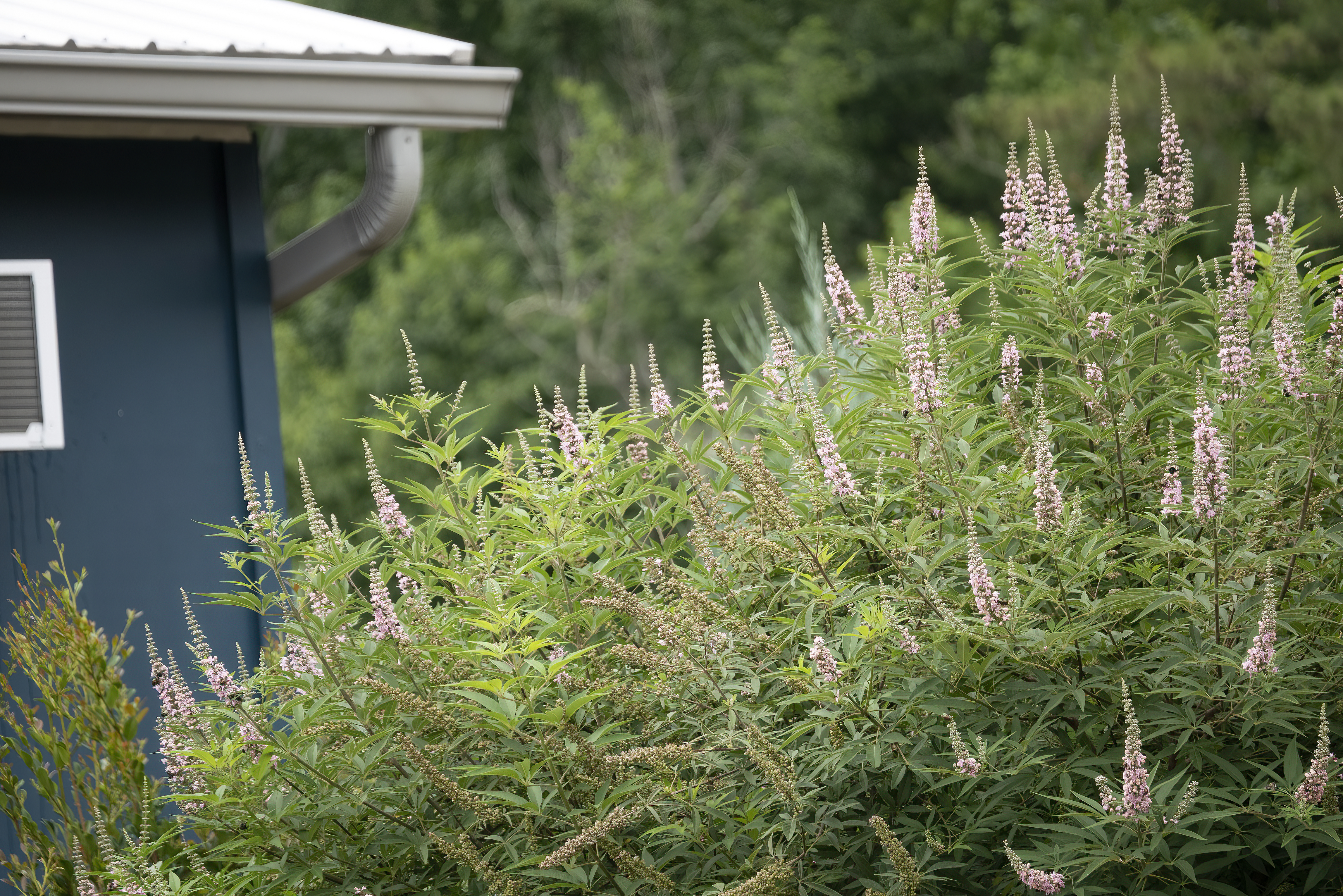 VITEX agnus-castus ´Galactic Pink´® (´BAILTEXTWO´)Ⓢ FE®