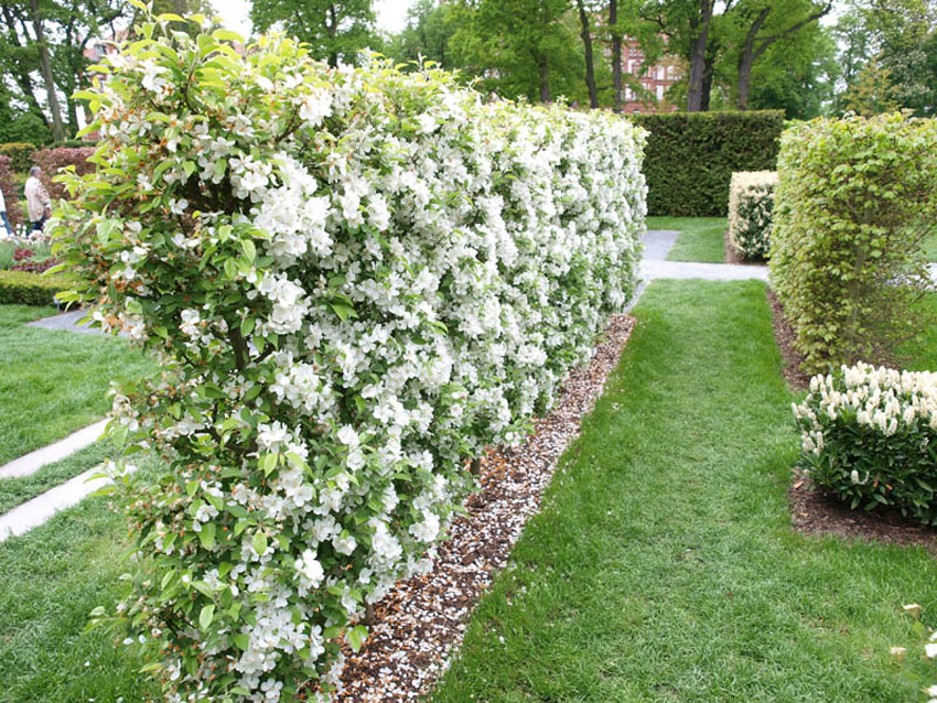 malus-evereste-9