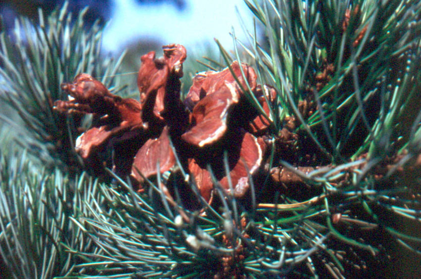 PINUS parviflora ´Glauca´