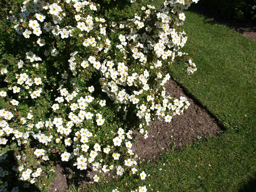 potentilla-fruticosa-abbotswood-3