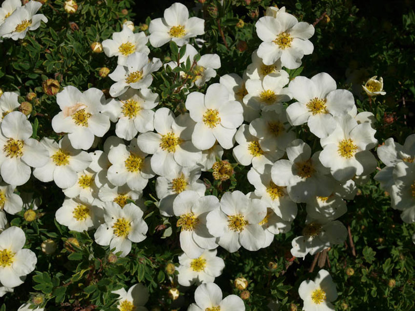 potentilla-fruticosa-abbotswood-4