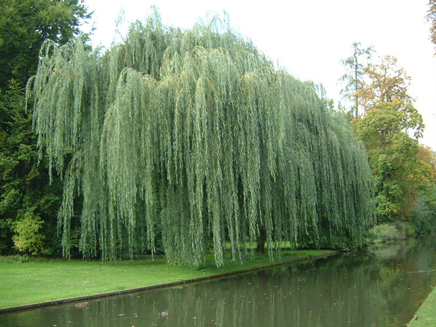 SALIX alba ´Tristis Resistenta´
