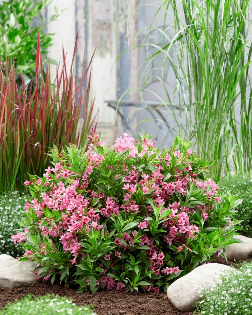Weigela-Picobella-Rosa-11