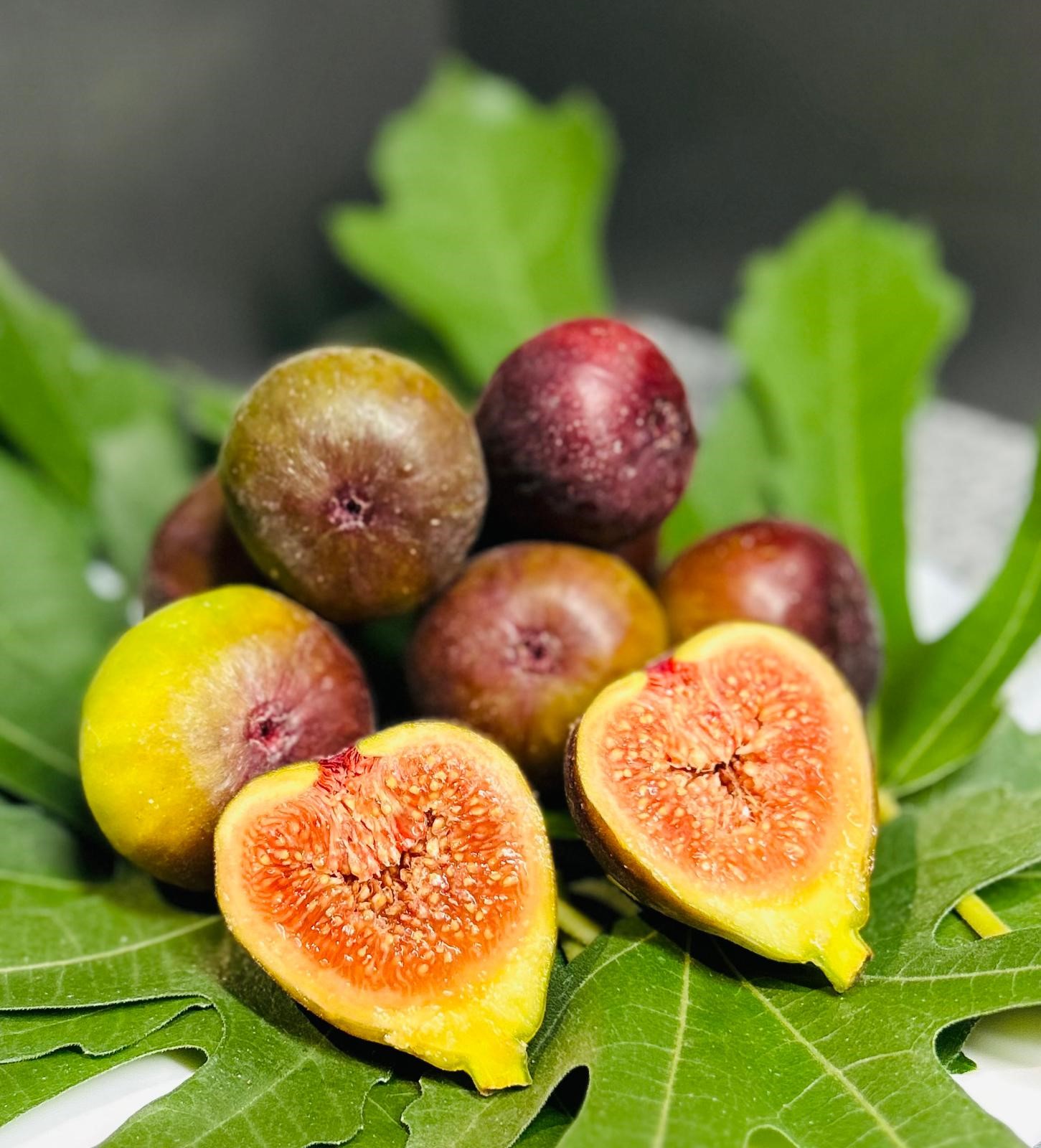 FICUS carica ´Firoma´® (´KOJUFCF´)