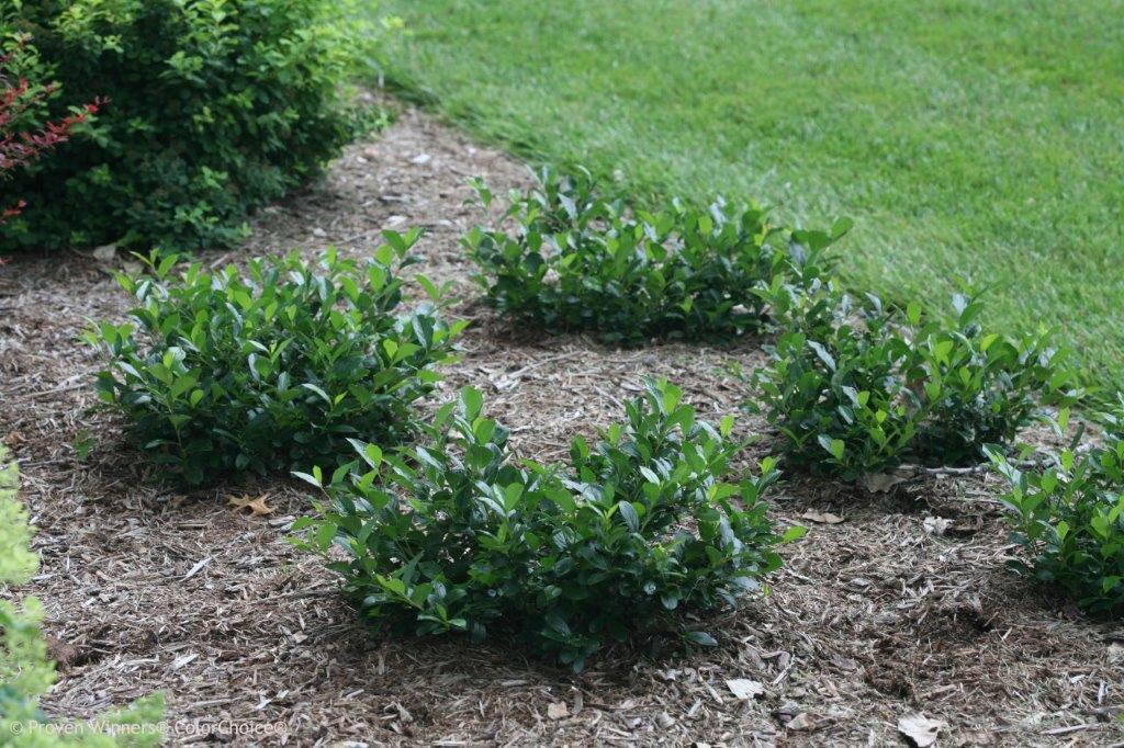 Aronia-melanocarpa-Revontuli-Mound_6