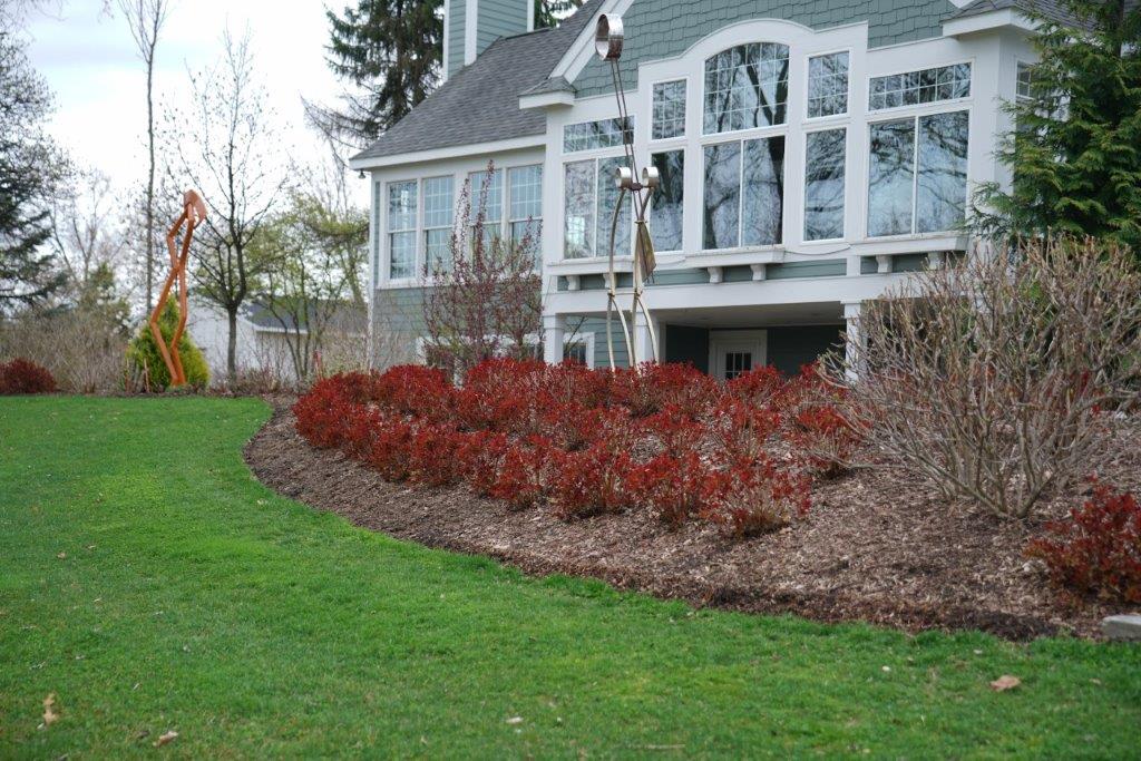 spiraea_double_play_doozie_dsc07753