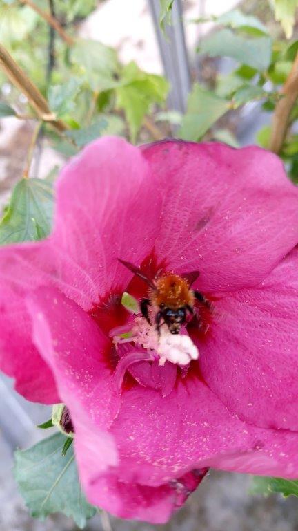 Hibiscus-syriacus-Flower-Tower-Red-11