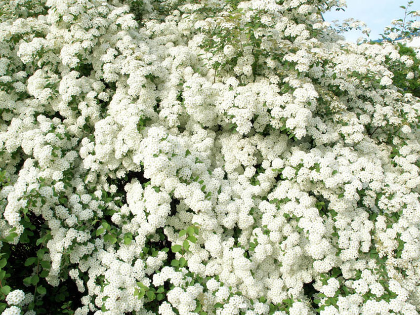 spiraea-vanhouttei-4