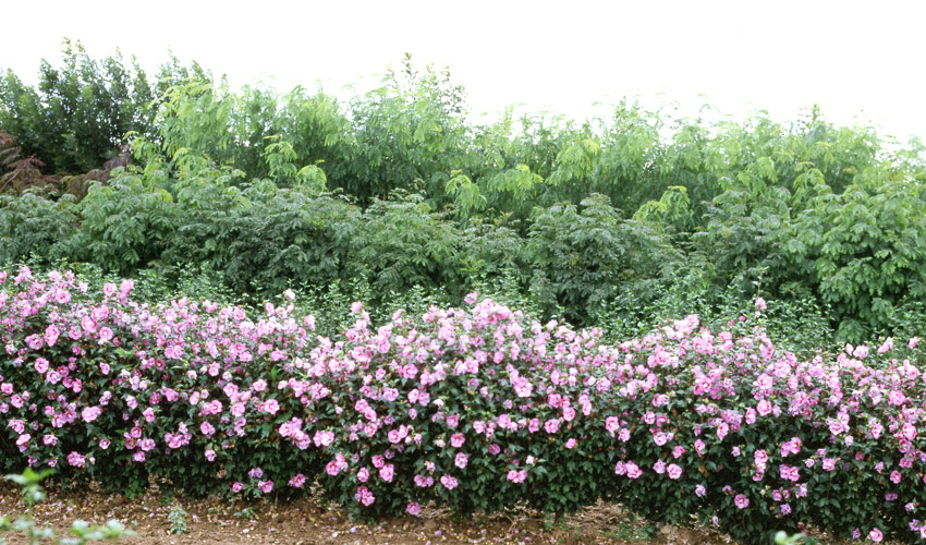 hibiscus-syriacus-russian-violet-3