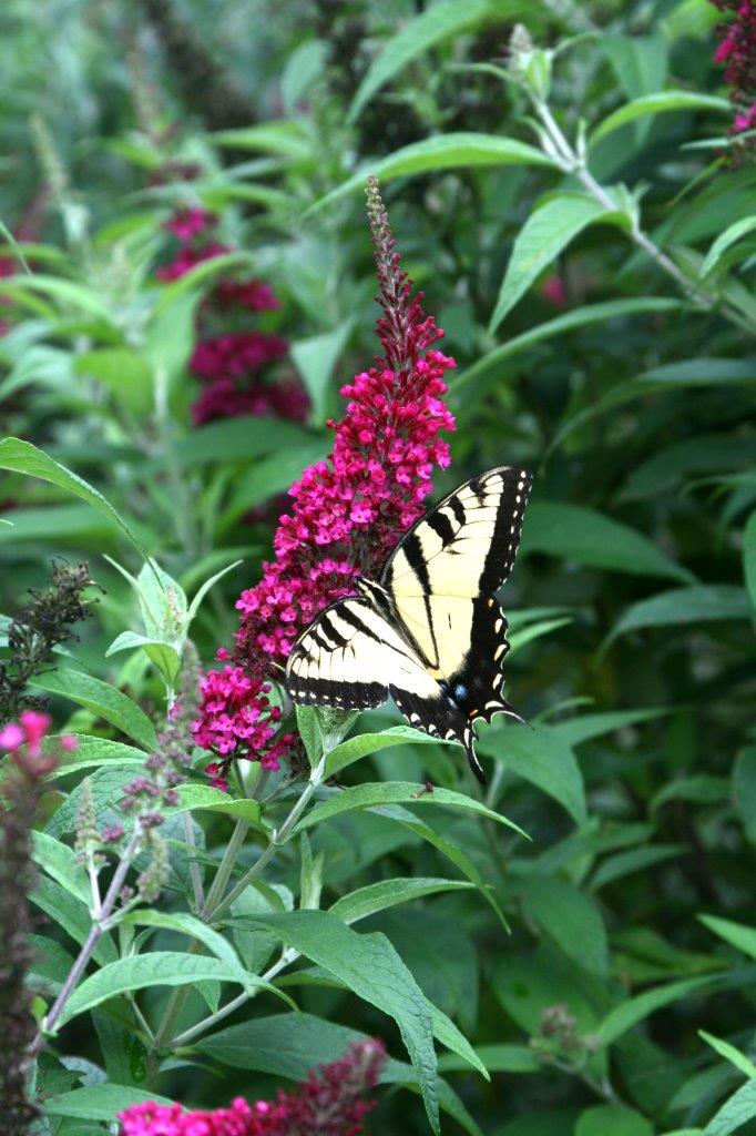 BUDDLEJA-davidii-Funky-Fuchsia-4