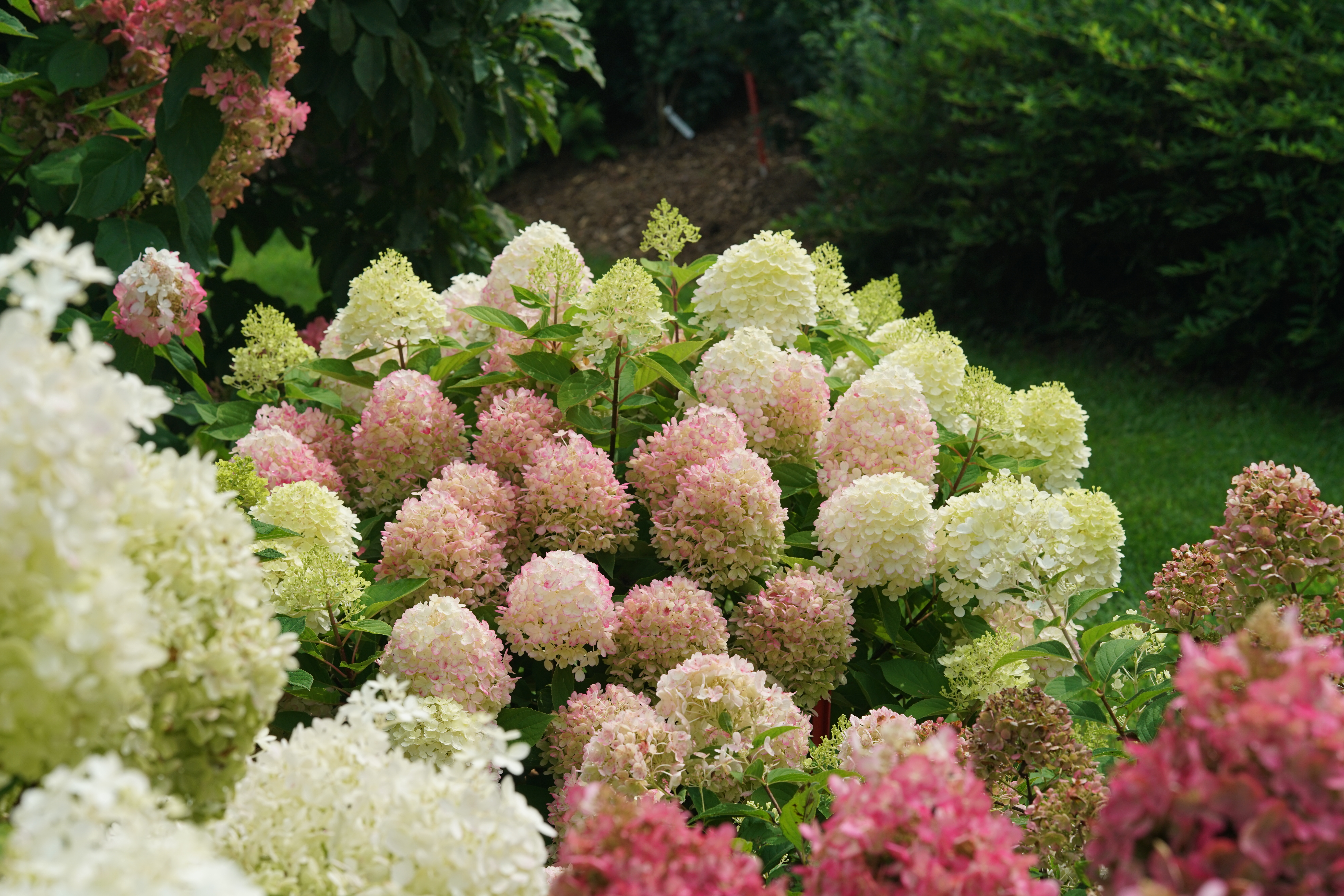 HYDRANGEA paniculata ´Fire Light Tiny Bit´® ('SMNHPK´)Ⓢ PW®