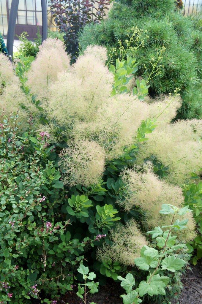 Cotinus-Young-Lady-7