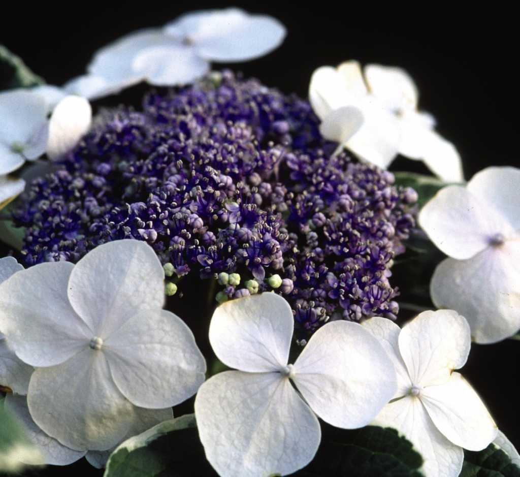 HYDRANGEA-macrophylla-Light-O-Day-3