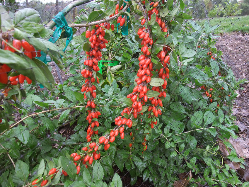 lycium-barbarum-big-lifeberry-7