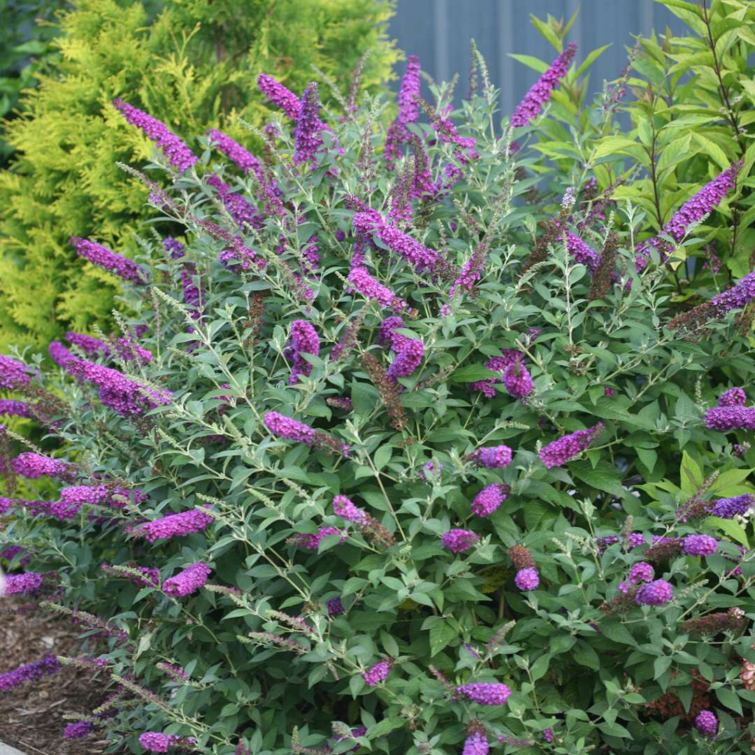 BUDDLEJA ´Miss Violet´Ⓢ PW®