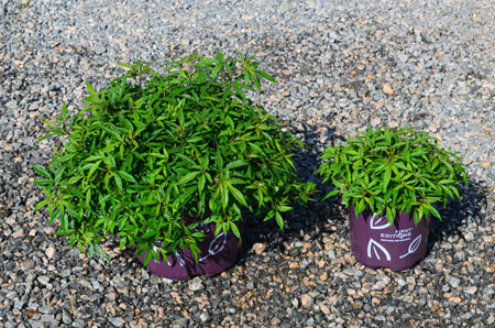 Vitex-BluePuffball-5