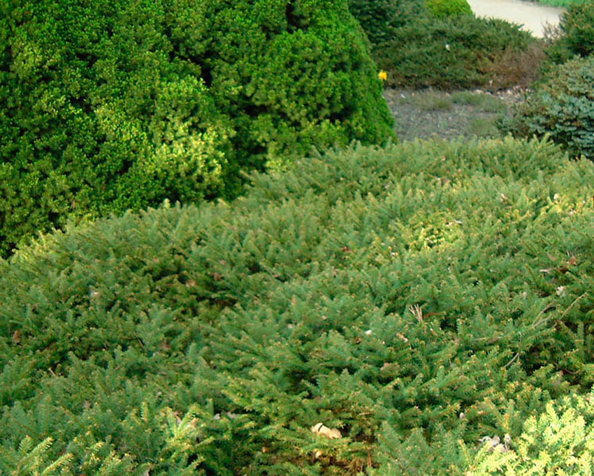 Nest Spruce 